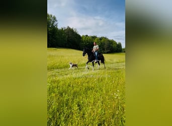 Spotted Saddle Horse, Wałach, 4 lat, 152 cm, Tobiano wszelkich maści