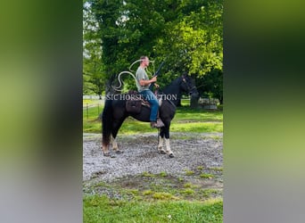 Spotted Saddle Horse, Wałach, 4 lat, 152 cm, Tobiano wszelkich maści