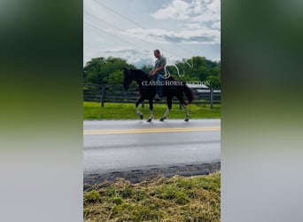 Spotted Saddle Horse, Wałach, 4 lat, 152 cm, Tobiano wszelkich maści
