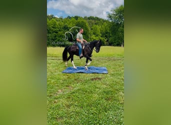 Spotted Saddle Horse, Wałach, 4 lat, 152 cm, Tobiano wszelkich maści