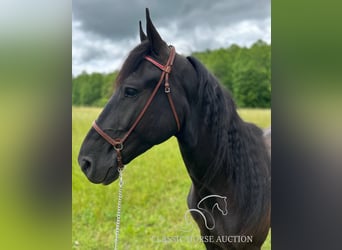 Spotted Saddle Horse, Wałach, 4 lat, 152 cm, Tobiano wszelkich maści