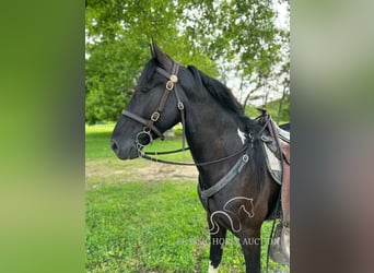 Spotted Saddle Horse, Wałach, 4 lat, 152 cm, Tobiano wszelkich maści