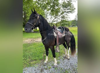 Spotted Saddle Horse, Wałach, 4 lat, 152 cm, Tobiano wszelkich maści
