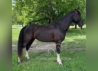 Spotted Saddle Horse, Wałach, 4 lat, 152 cm, Tobiano wszelkich maści