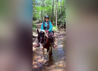 Spotted Saddle Horse, Wałach, 5 lat, 143 cm, Tobiano wszelkich maści