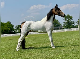 Spotted Saddle Horse, Wałach, 5 lat, 152 cm, Jelenia