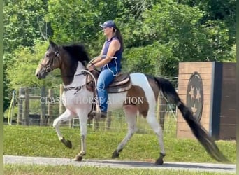 Spotted Saddle Horse, Wałach, 5 lat, 152 cm, Jelenia
