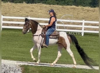 Spotted Saddle Horse, Wałach, 5 lat, 152 cm, Jelenia