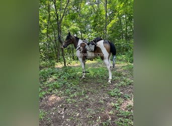 Spotted Saddle Horse, Wałach, 5 lat, 152 cm, Jelenia