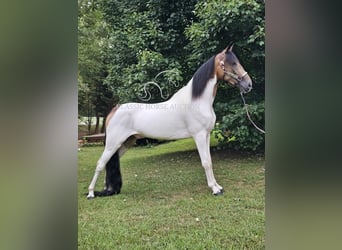 Spotted Saddle Horse, Wałach, 5 lat, 152 cm, Jelenia