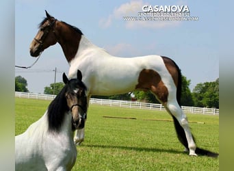Spotted Saddle Horse, Wałach, 5 lat, 152 cm, Jelenia