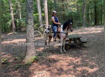 Spotted Saddle Horse, Wałach, 5 lat, 152 cm, Jelenia