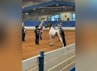 Spotted Saddle Horse, Wałach, 5 lat, 152 cm, Jelenia