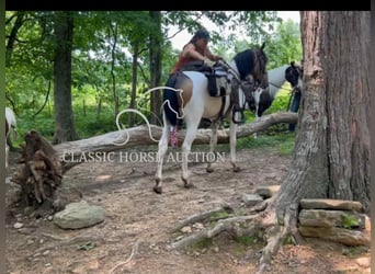 Spotted Saddle Horse, Wałach, 5 lat, 152 cm, Jelenia