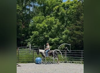 Spotted Saddle Horse, Wałach, 5 lat, 152 cm, Tobiano wszelkich maści