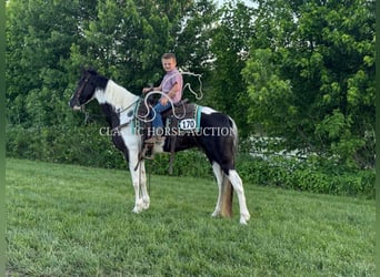 Spotted Saddle Horse, Wałach, 5 lat, 152 cm, Tobiano wszelkich maści