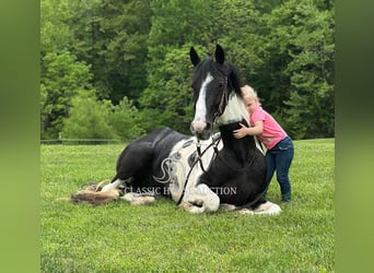 Spotted Saddle Horse, Wałach, 5 lat, 152 cm, Tobiano wszelkich maści