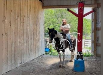 Spotted Saddle Horse, Wałach, 5 lat, 152 cm, Tobiano wszelkich maści