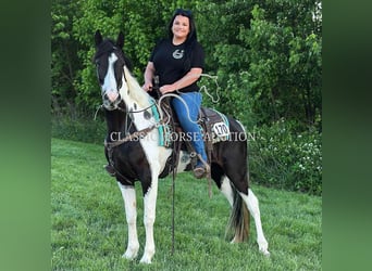 Spotted Saddle Horse, Wałach, 5 lat, 152 cm, Tobiano wszelkich maści