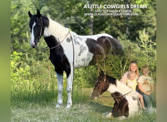 Spotted Saddle Horse, Wałach, 5 lat, 152 cm, Tobiano wszelkich maści