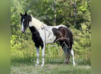 Spotted Saddle Horse, Wałach, 5 lat, 152 cm, Tobiano wszelkich maści