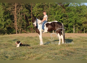 Spotted Saddle Horse, Wałach, 5 lat, 152 cm, Tobiano wszelkich maści