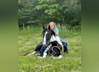 Spotted Saddle Horse, Wałach, 5 lat, 152 cm, Tobiano wszelkich maści