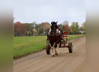 Spotted Saddle Horse, Wałach, 6 lat, 173 cm, Tobiano wszelkich maści