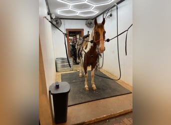 Spotted Saddle Horse, Wałach, 7 lat, 152 cm, Cisawa