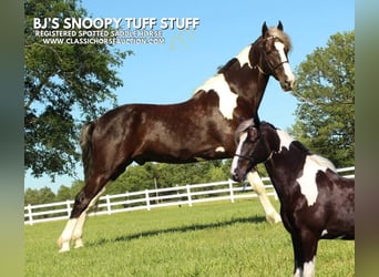 Spotted Saddle Horse, Wałach, 7 lat, 152 cm, Tobiano wszelkich maści