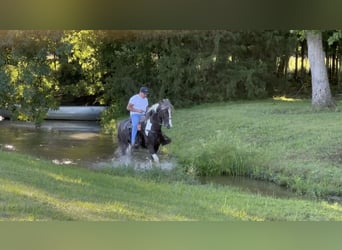 Spotted Saddle Horse, Wałach, 7 lat, 152 cm, Tobiano wszelkich maści