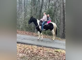 Spotted Saddle Horse, Wałach, 8 lat, 142 cm, Tobiano wszelkich maści