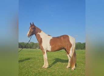 Spotted Saddle Horse Mix, Wałach, 8 lat, 152 cm, Srokata