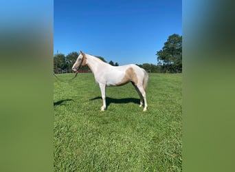 Spotted Saddle Horse, Wałach, 10 lat, 142 cm, Tobiano wszelkich maści