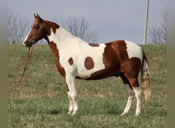 Spotted Saddle Horse, Wałach, 10 lat, 157 cm, Tobiano wszelkich maści