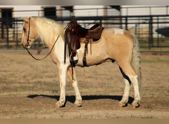 Spotted Saddle Horse, Wałach, 10 lat