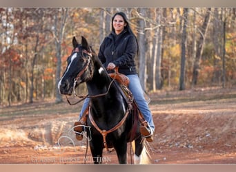 Spotted Saddle Horse, Wałach, 11 lat, 152 cm, Kara