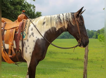 Spotted Saddle Horse, Wałach, 11 lat, 165 cm, Tobiano wszelkich maści