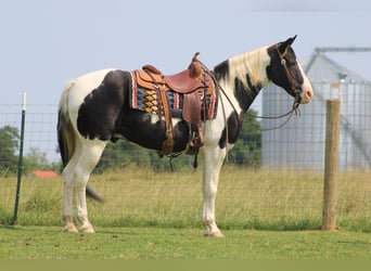 Spotted Saddle Horse, Wałach, 11 lat