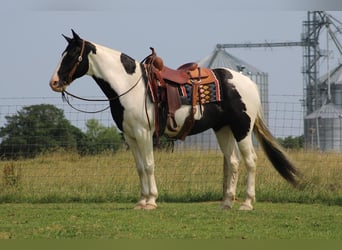 Spotted Saddle Horse, Wałach, 11 lat