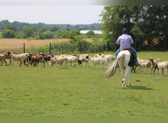 Spotted Saddle Horse, Wałach, 11 lat