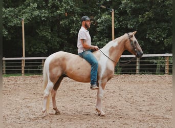 Spotted Saddle Horse, Wałach, 12 lat, 142 cm, Izabelowata