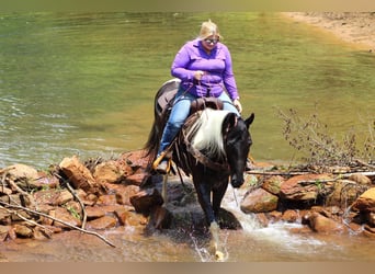 Spotted Saddle Horse, Wałach, 12 lat, 152 cm