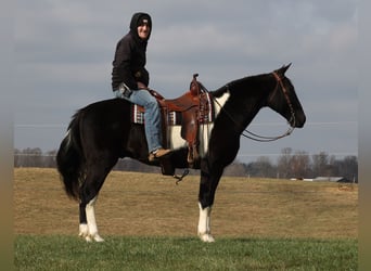 Spotted Saddle Horse, Wałach, 12 lat, Overo wszelkich maści