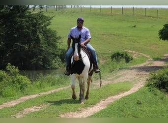 Spotted Saddle Horse, Wałach, 12 lat