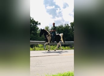 Spotted Saddle Horse, Wałach, 13 lat, 152 cm, Tobiano wszelkich maści