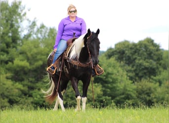 Spotted Saddle Horse, Wałach, 13 lat, 152 cm