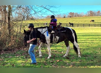 Spotted Saddle Horse Mix, Wałach, 13 lat, 165 cm, Srokata