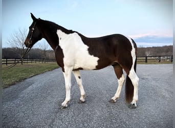 Spotted Saddle Horse Mix, Wałach, 13 lat, 165 cm, Srokata