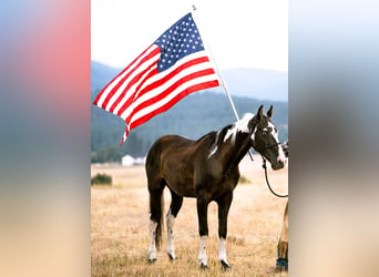 Spotted Saddle Horse, Wałach, 14 lat, 155 cm, Tobiano wszelkich maści